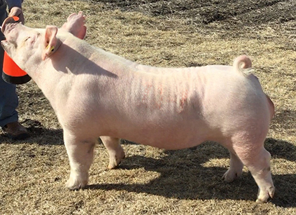 Cain Super Sires | Boars